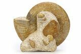 Wide Jurassic Ammonites (Bigotites) Fossil - Évrecy, France #383642-1